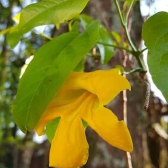 Fotos del hotel Kelta Hotel - Iguazú:  6