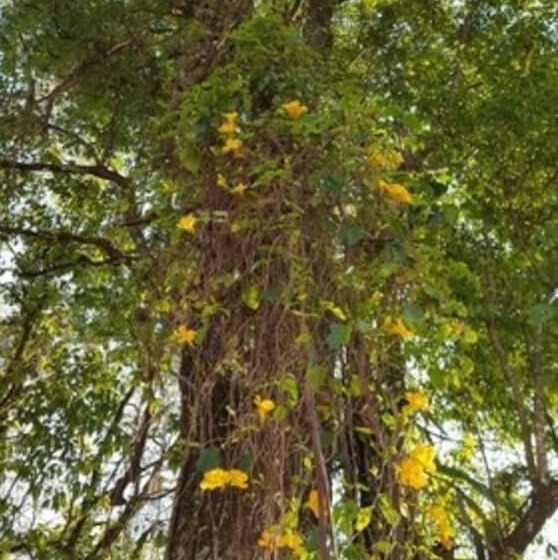 Fotos del hotel Kelta Hotel - Iguazú:  12