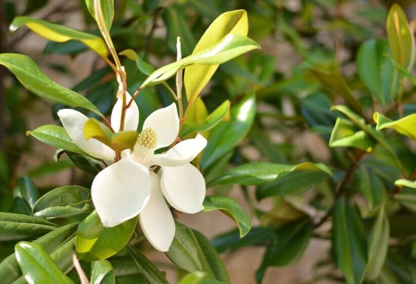 Fotos del hotel Boutique  Argo:  16