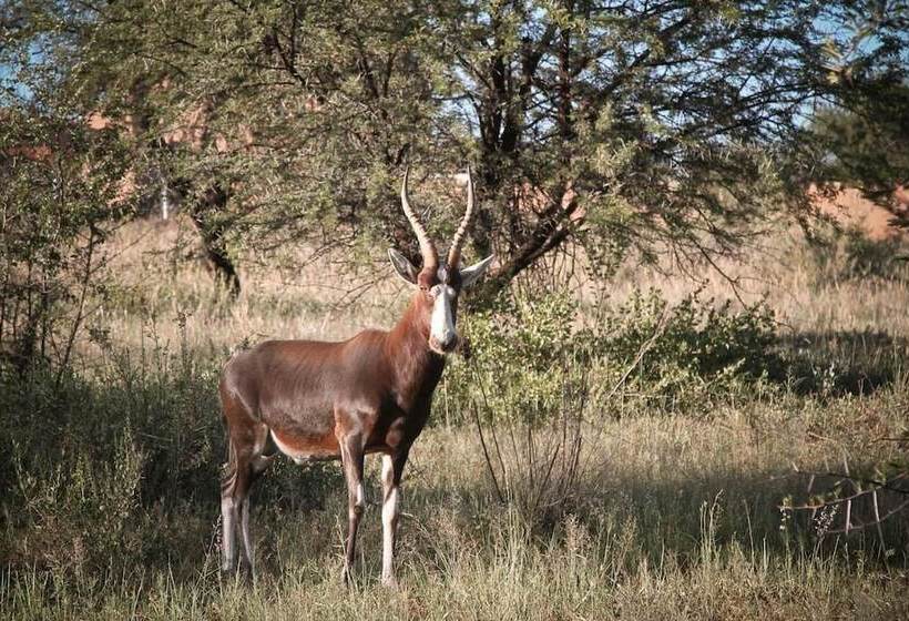 Fotos del hotel Sweet Thorn Retreat Airport Lodge:  3