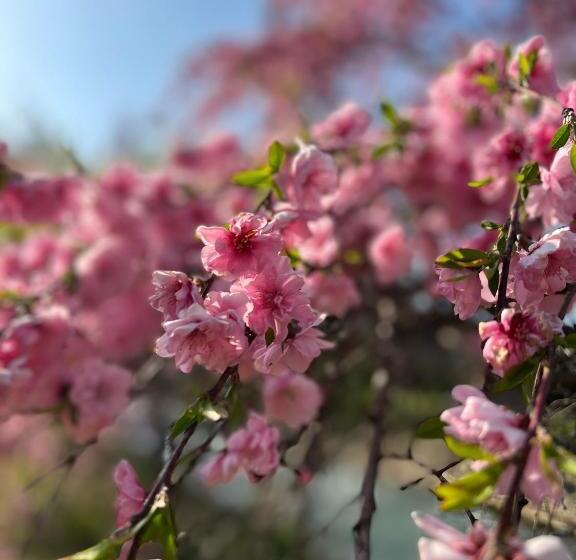 Fotos del hotel Heidi Hof:  4