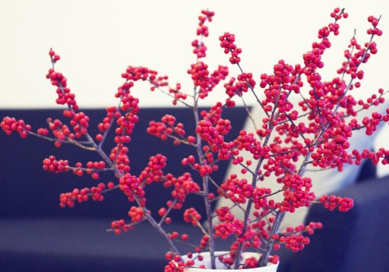 Fotos del hotel Lotus:  14