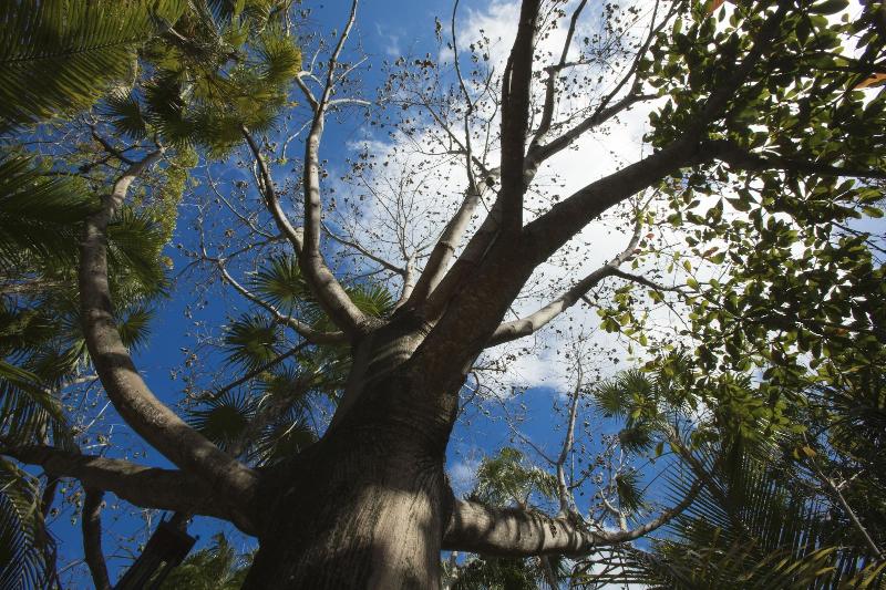 Fotos del hotel Dos Ceibas Eco Retreat Tulum:  12
