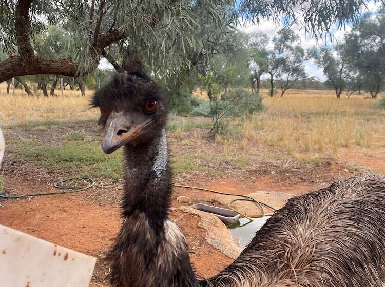 Fotos del hotel Mungo Lodge:  11