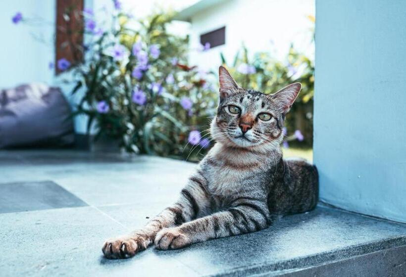 Fotos del hotel Bali Mynah Villas Resort:  4