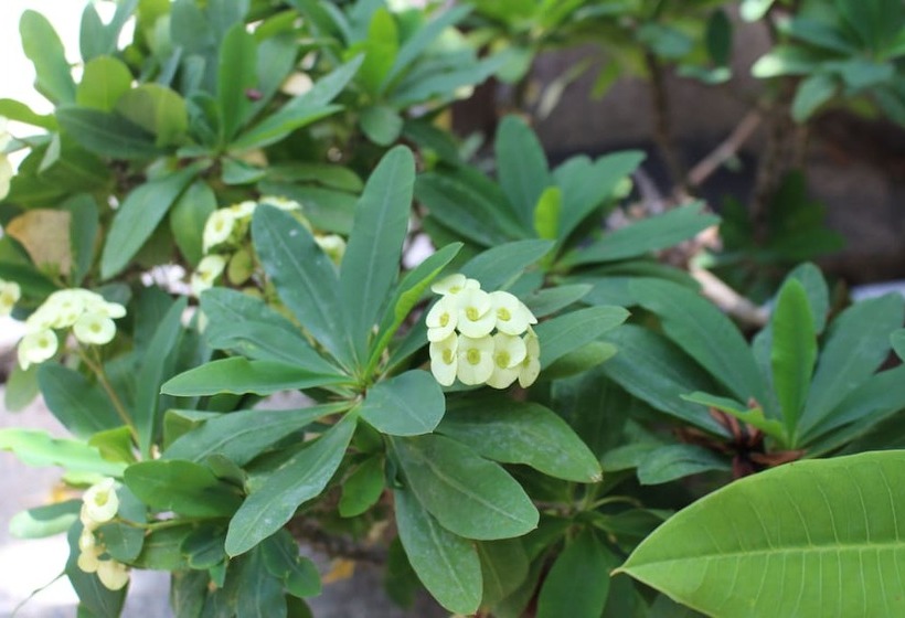 Fotos del hotel Exotic Komodo:  7