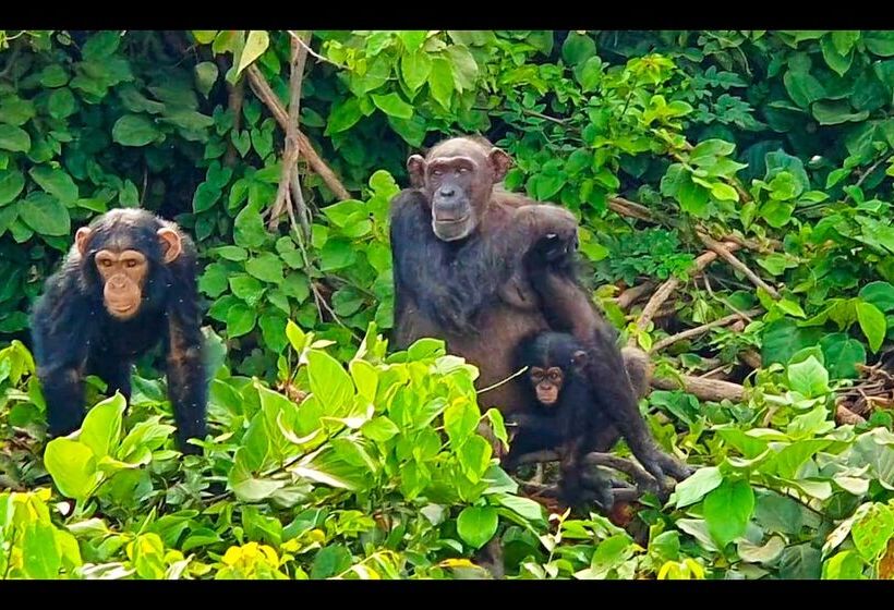 Fotos del hotel Balafon Beach Resort:  21