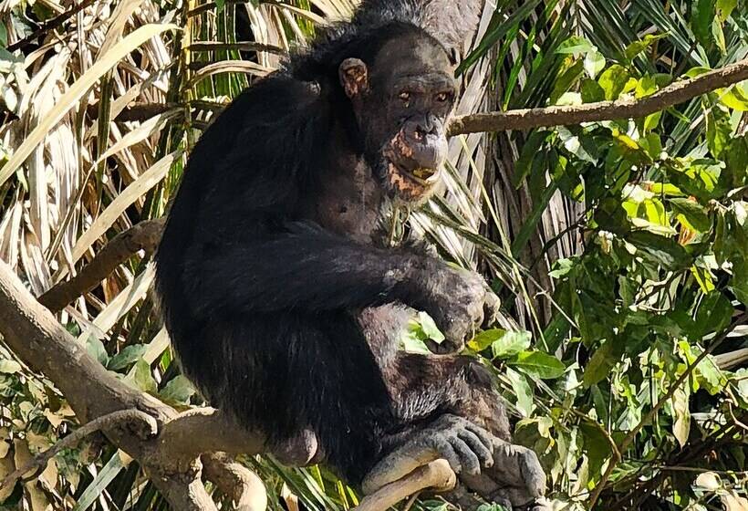 Fotos del hotel Balafon Beach Resort:  19