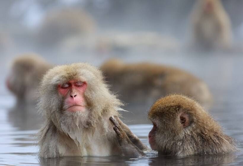 Fotos del hotel Japan Shiga:  14