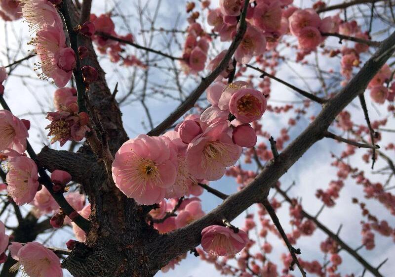 Fotos del hotel Cambria Hotel College Park:  5