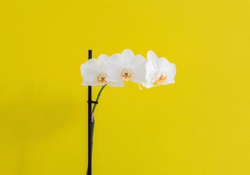 Fotos del hotel Acropolis Plaza Smart Suites:  2