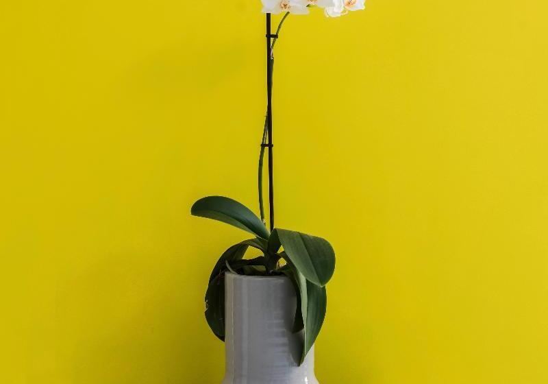 Fotos del hotel Acropolis Plaza Smart Suites:  4