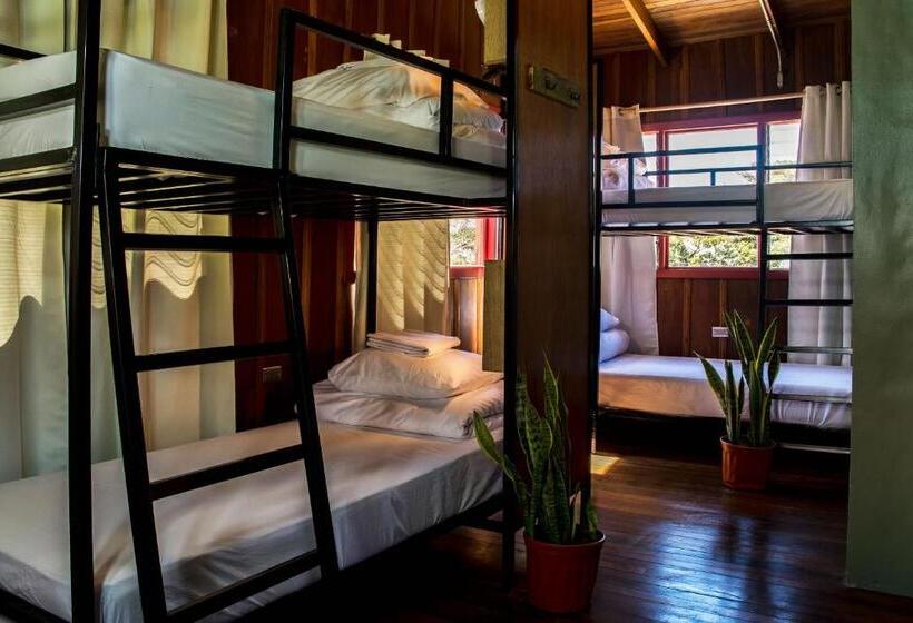 Fotos del hotel Selina Monteverde:  46