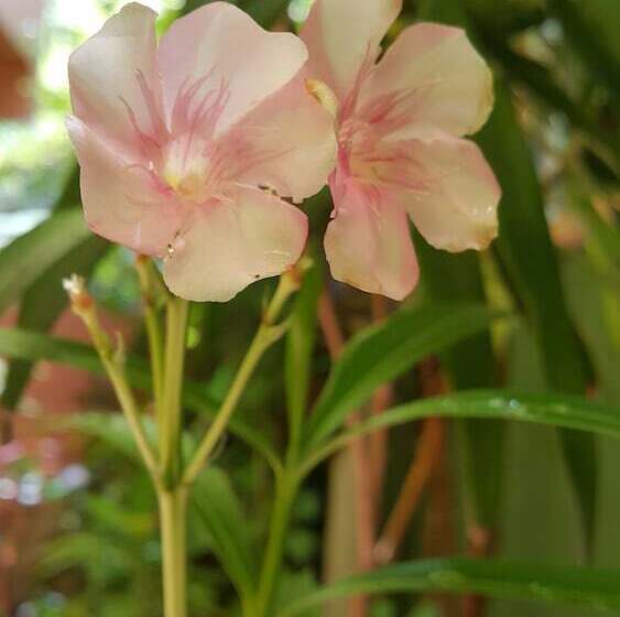 Fotos del hotel Skai Lodge:  3