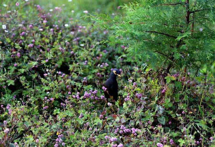 Fotos del hotel Ferncliff Bungalow:  4