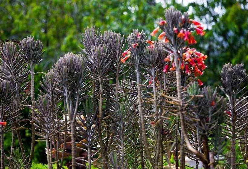 Fotos del hotel Ferncliff Bungalow:  7