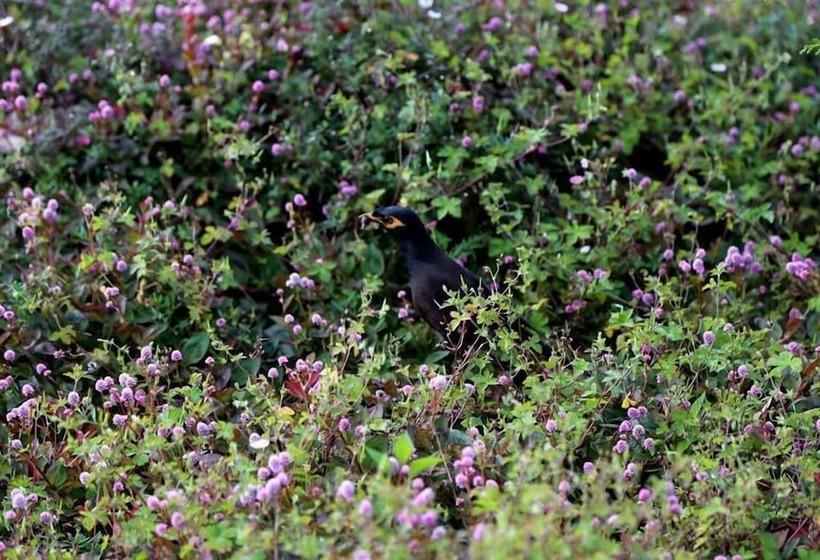 Fotos del hotel Ferncliff Bungalow:  10