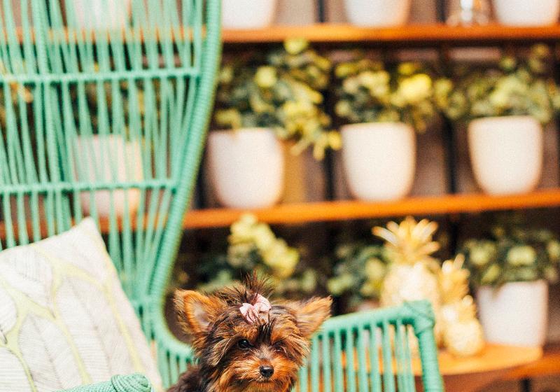 Fotos del hotel Yoo2 Rio De Janeiro By Intercity:  29