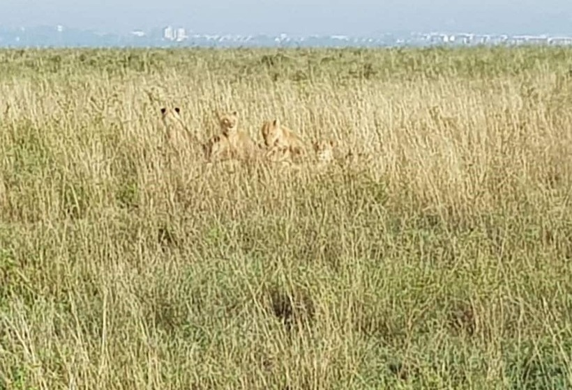 Fotos del hotel Ibis Styles - Nairobi, Westlands:  16