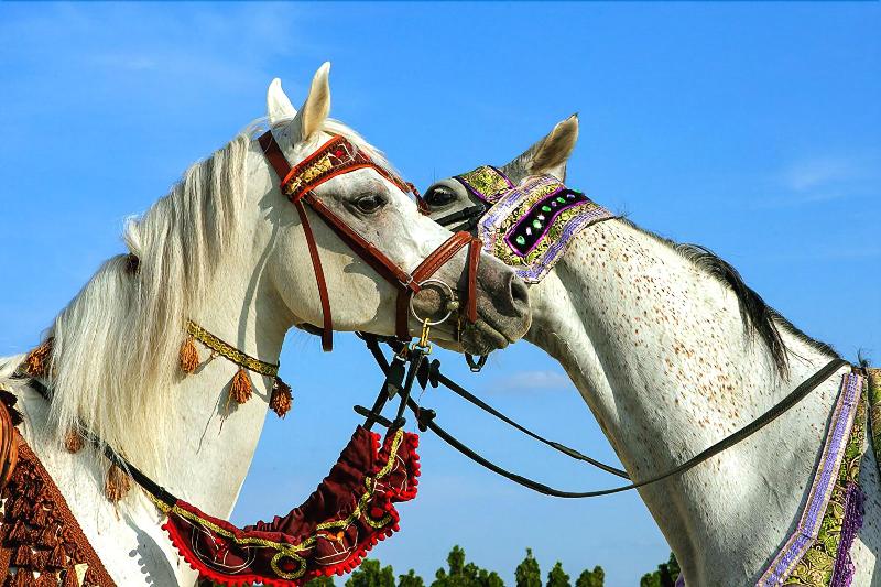 Fotos del hotel Great Pyramid Inn:  7