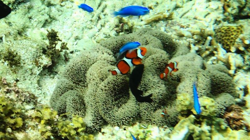 Fotos del hotel Alaise De Bale Ishigaki:  10