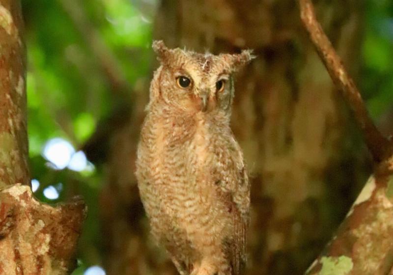 Fotos del hotel Alaise De Bale Ishigaki:  12