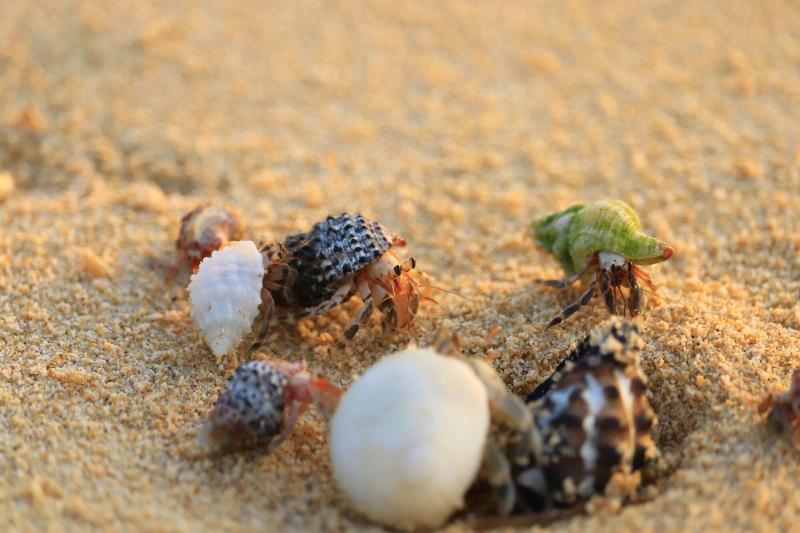 Fotos del hotel Alaise De Bale Ishigaki:  4