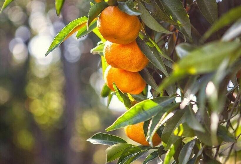 Fotos del hotel Porta Del Tocco Design Rooms:  11