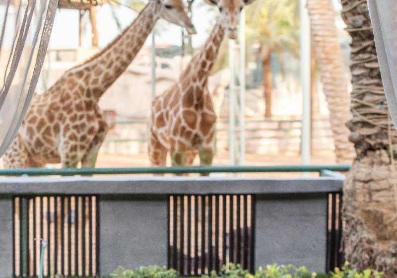 Fotos del hotel Emirates Park Resort:  7