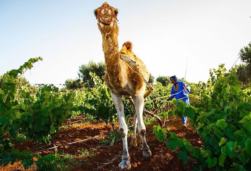 Fotos del hotel Ryad Des Vignes:  21