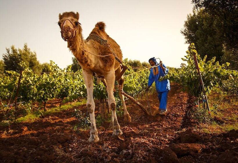Fotos del hotel Ryad Des Vignes:  19