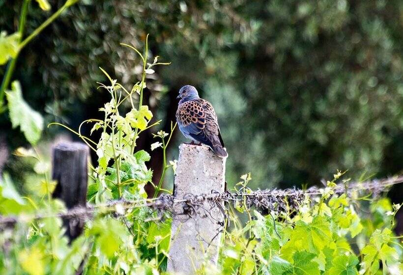 Fotos del hotel Ryad Des Vignes:  17