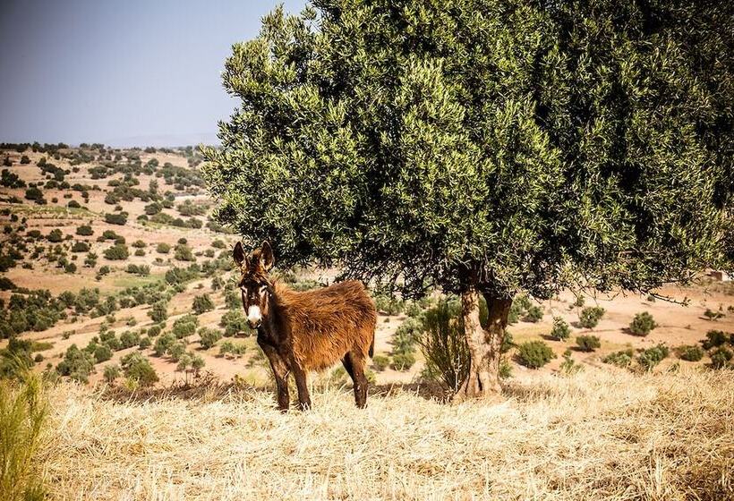 Fotos del hotel Ryad Des Vignes:  12