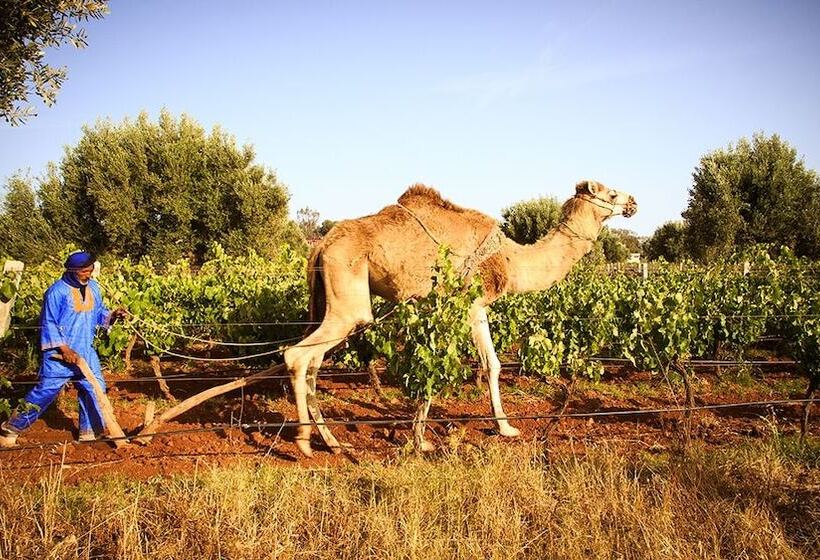 Fotos del hotel Ryad Des Vignes:  9