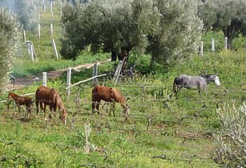 Fotos del hotel Ryad Des Vignes:  13
