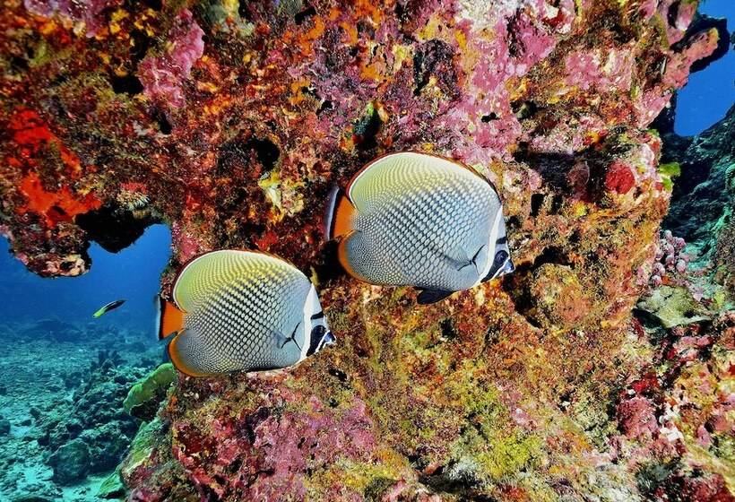 Fotos del hotel Phoenix Grand:  4