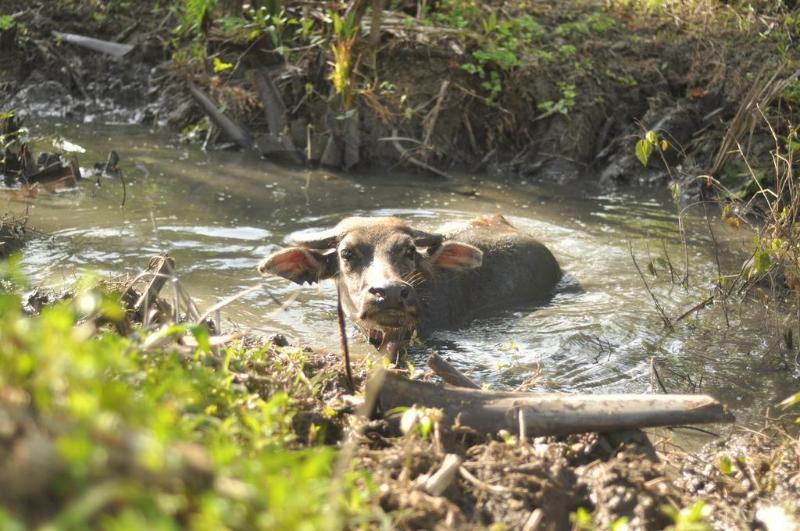 Fotos del hotel Loboc River Resort:  6