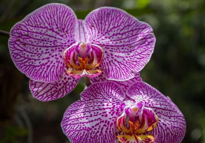 Fotos del hotel Pouso Vivenda Da Mata:  20