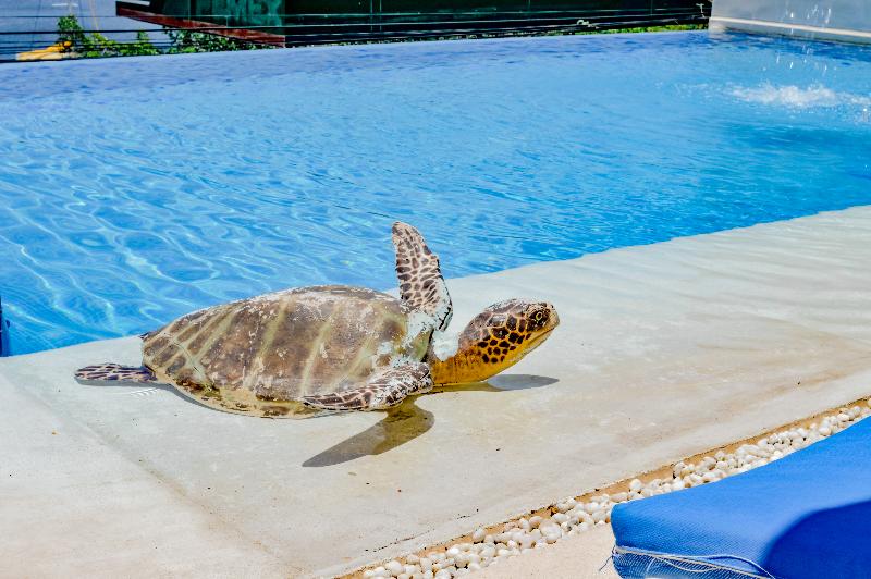 Fotos del hotel Villa Del Pescador:  14