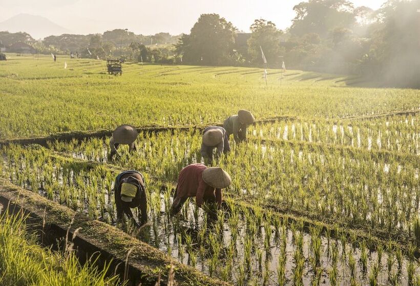 Fotos del hotel Como Uma Canggu:  18