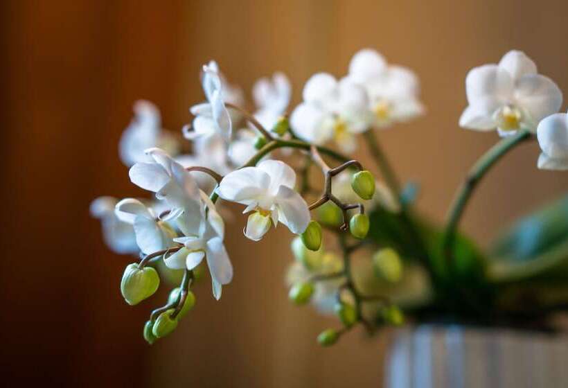 Fotos del hotel Opus Xvi:  5