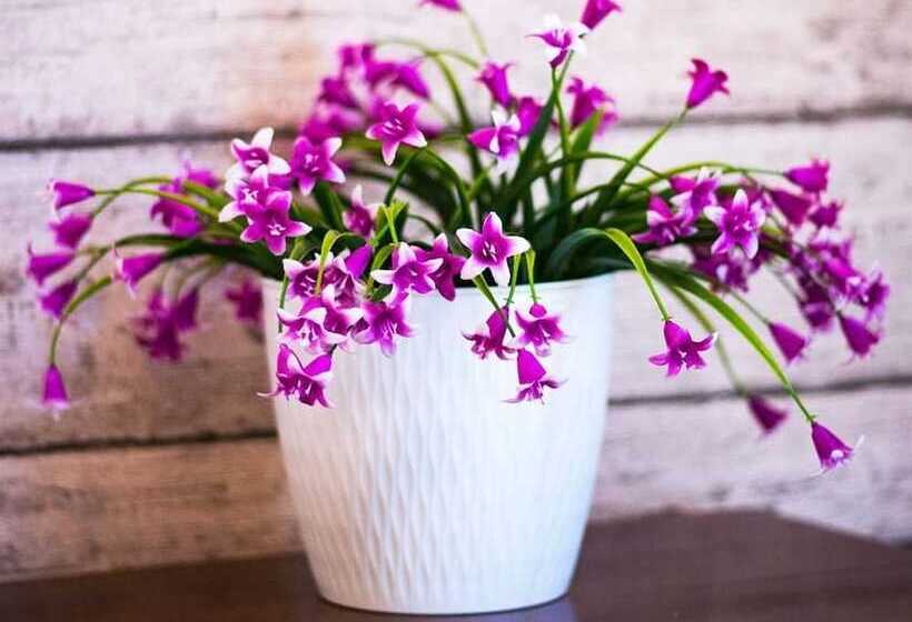 Fotos del hotel La Dolce Vita Guesthouse:  10