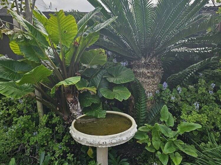 Fotos del hotel Baruch Guesthouse On Lovell:  16