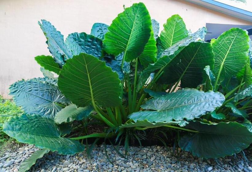 Fotos del hotel Uyoung Diving Resort:  5