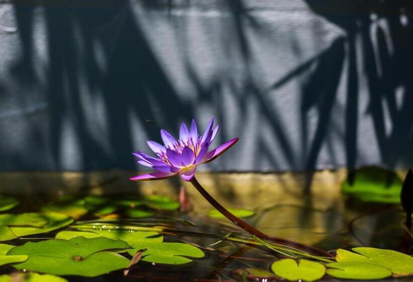 Fotos del hotel Uyoung Diving Resort:  11