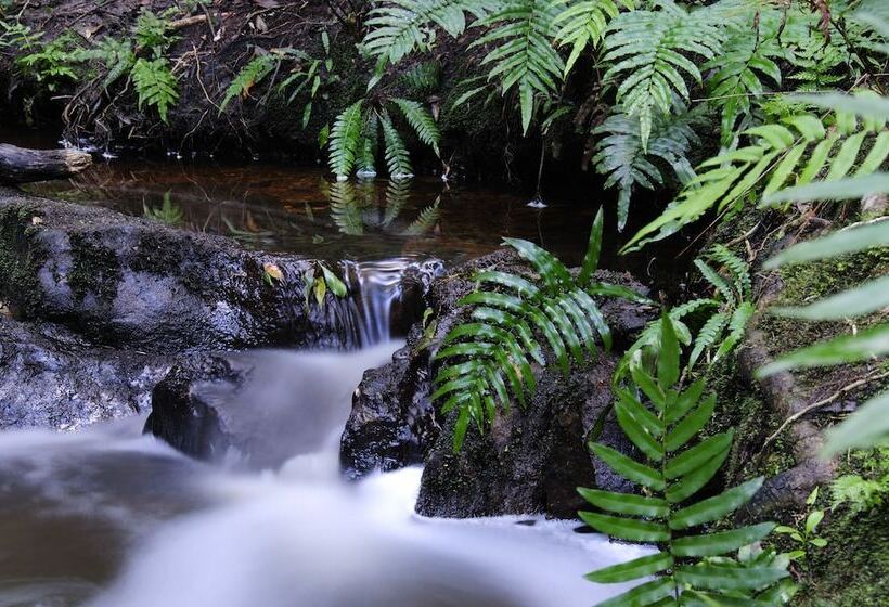 Fotos del hotel Forest Edge:  8