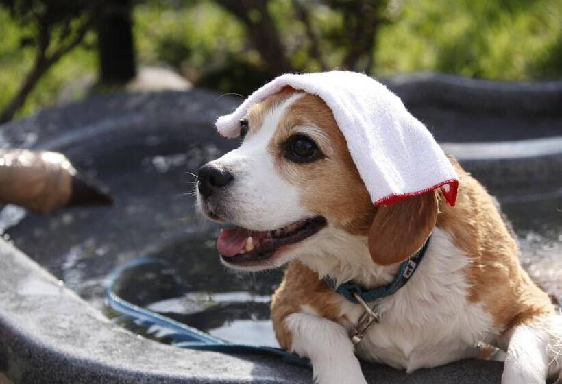 Fotos del hotel Kinugawa Kokusai:  12