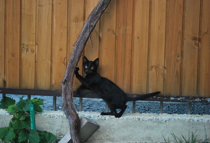 Fotos del hotel Old Borjomi:  10