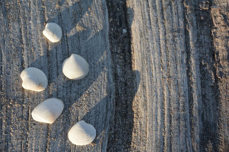 Fotos del hotel You & Co. Saler Beach Boutique:  19