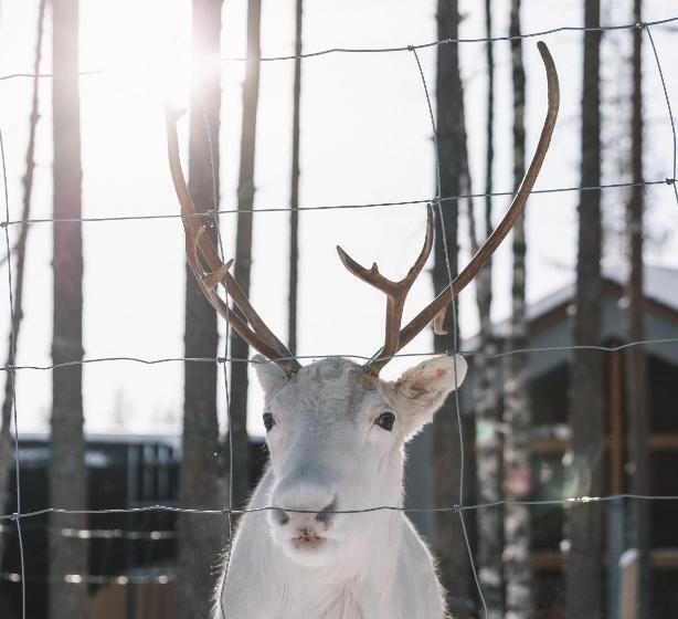 Fotos del hotel Nova Skyland:  19